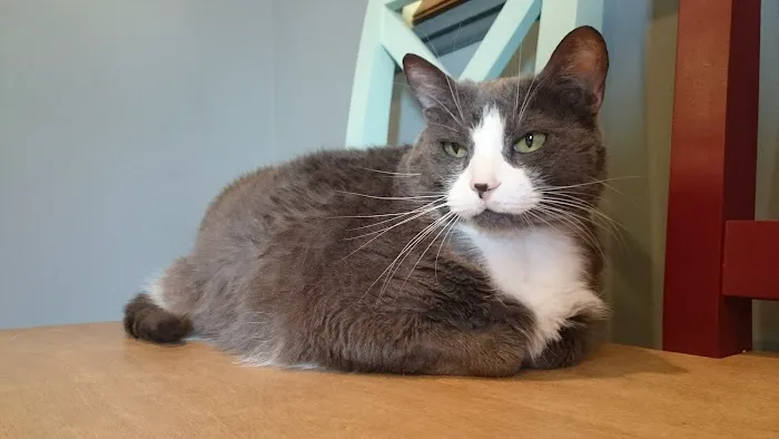 Homewood Animal Hospital Picture 9