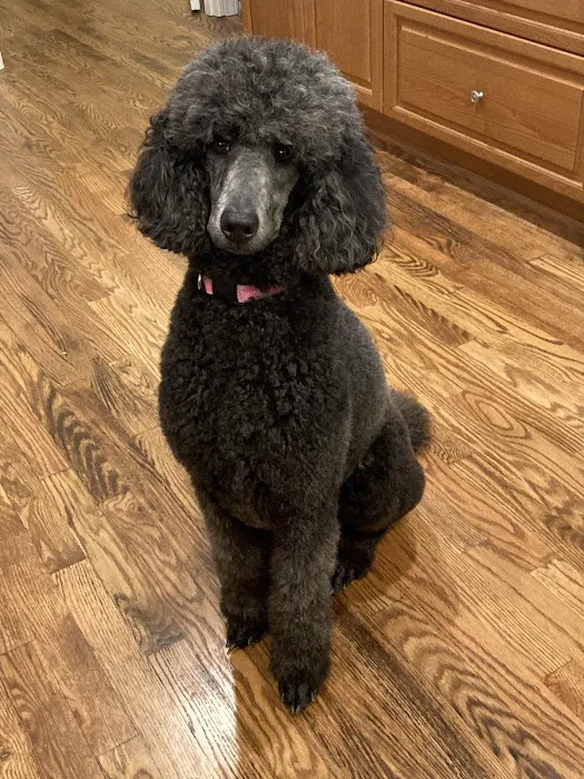 Green Springs Animal Clinic Picture 6