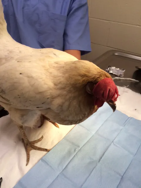 Green Springs Animal Clinic Picture 7