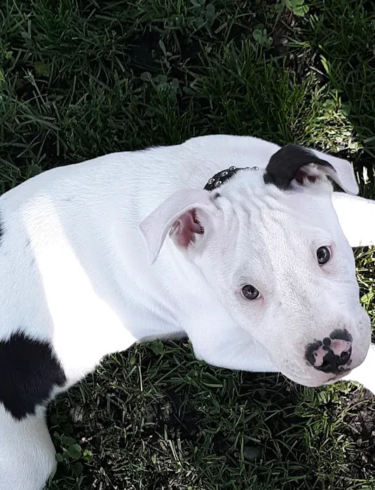 Community Veterinary Clinic Picture 3