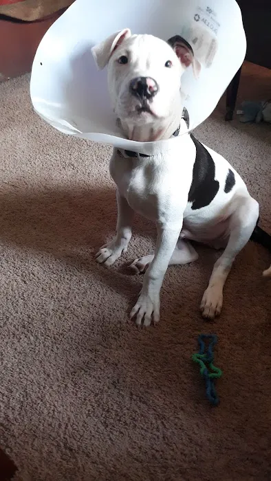 Community Veterinary Clinic Picture 1