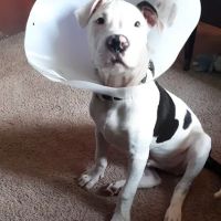 Community Veterinary Clinic ico