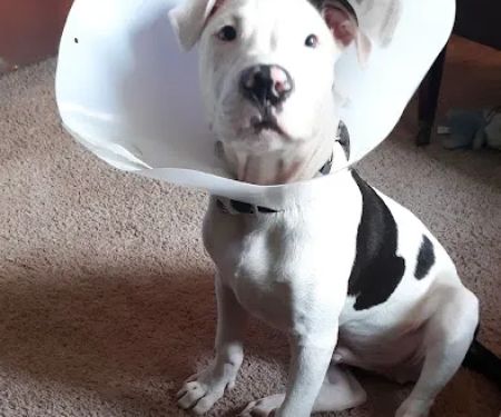 Community Veterinary Clinic