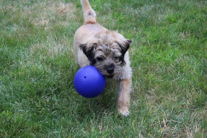 Community Veterinary Clinic Picture 6