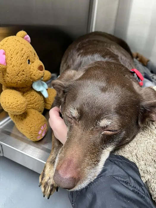 Community Veterinary Clinic Picture 8