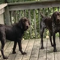 Nevada Veterinary Clinic ico