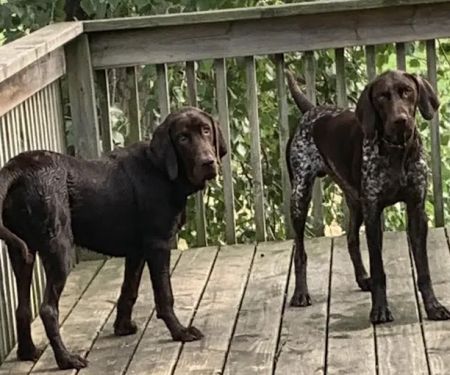 Nevada Veterinary Clinic