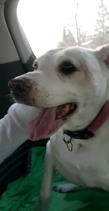 Nevada Veterinary Clinic Picture 5