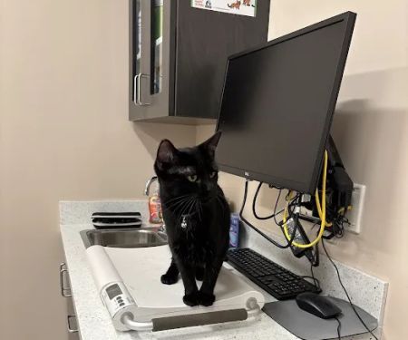 Somerset Veterinary Hospital