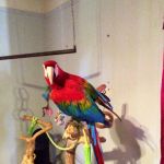 Story County Veterinary Clinic