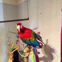 Story County Veterinary Clinic ico