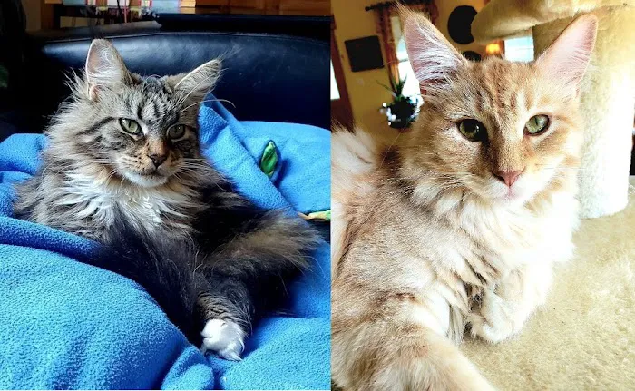 All Pets Animal Hospital Picture 1