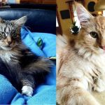 All Pets Animal Hospital