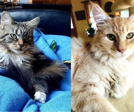 All Pets Animal Hospital