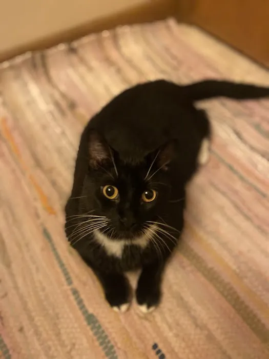 All Pets Animal Hospital Picture 3