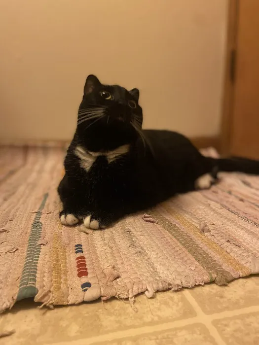 All Pets Animal Hospital Picture 5