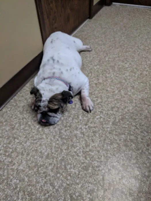 All Pets Animal Hospital Picture 6