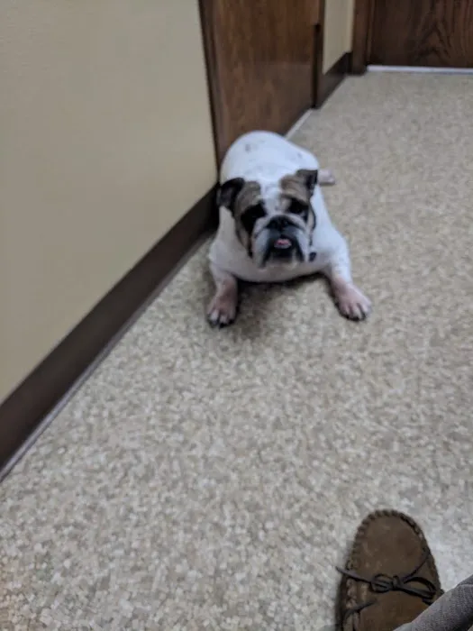 All Pets Animal Hospital Picture 4