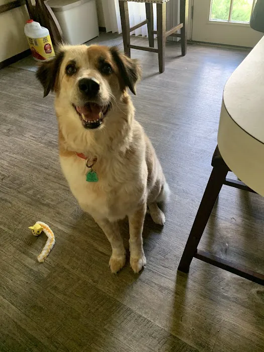 Pet Medical Center Picture 5