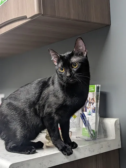 Pet Medical Center Picture 3