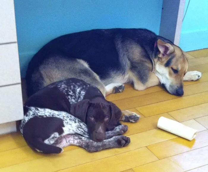 Pet Medical Center Picture 9