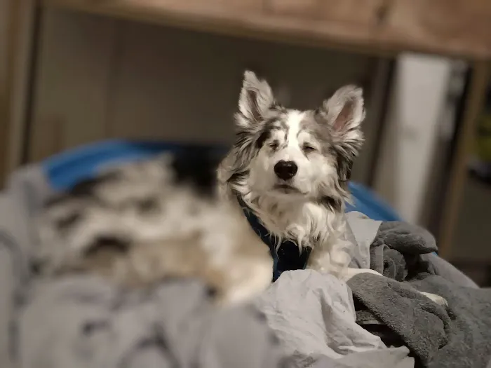 Lloyd Veterinary Medical Center Picture 5