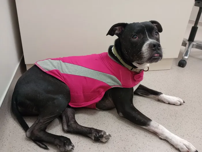 Lloyd Veterinary Medical Center Picture 7