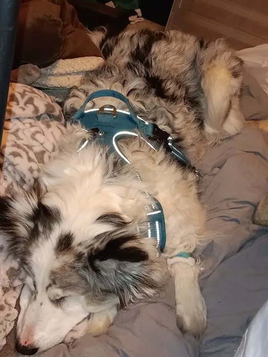 Lloyd Veterinary Medical Center Picture 8