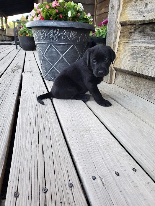 Doggie Dude Ranch Picture 1