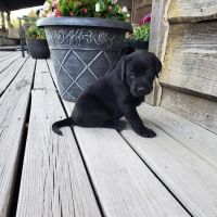 Doggie Dude Ranch ico