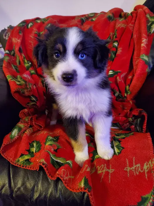 Doggie Dude Ranch Picture 2