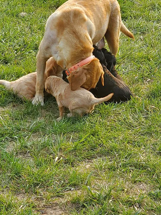 Doggie Dude Ranch Picture 3