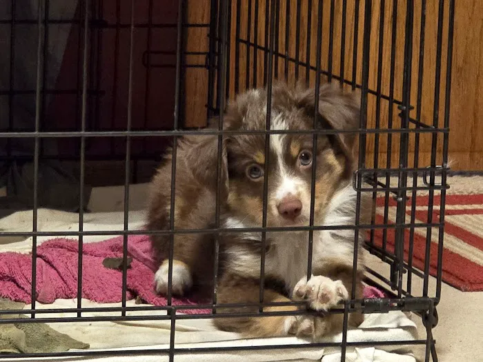 Doggie Dude Ranch Picture 8