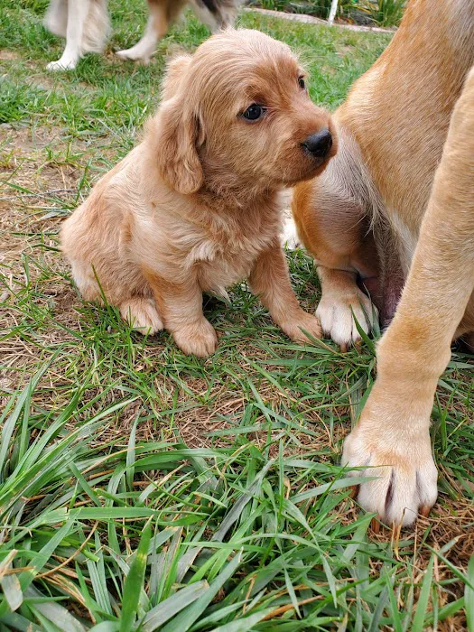 Doggie Dude Ranch Picture 6