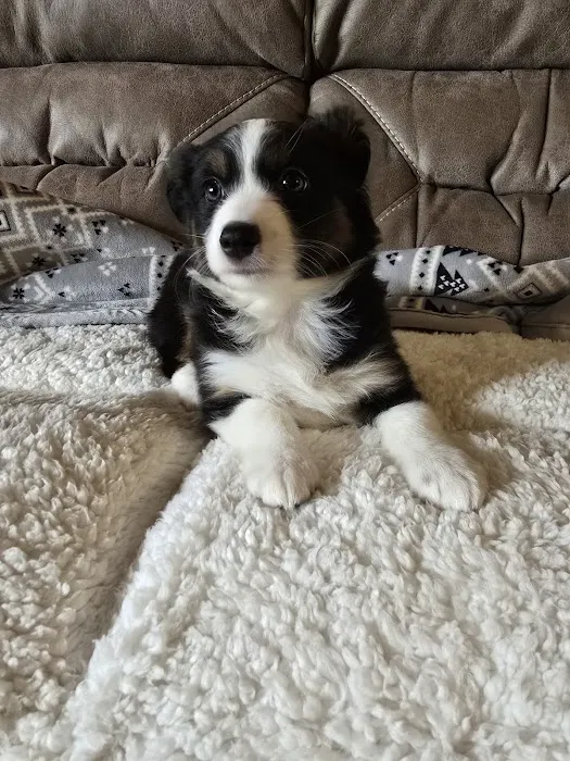 Doggie Dude Ranch Picture 7