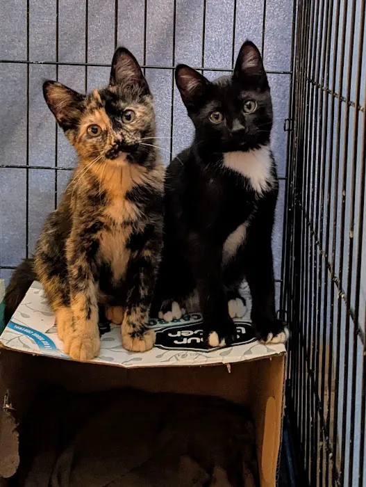 Doggie Dude Ranch Picture 9