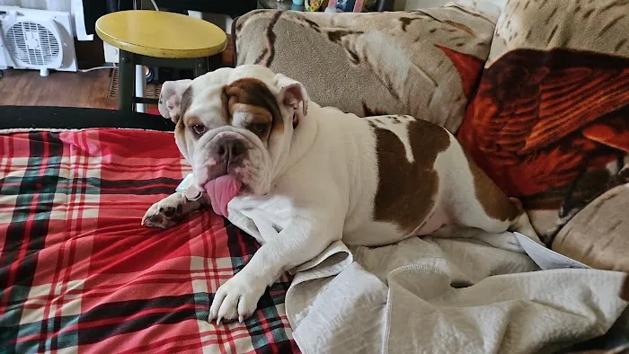 Webster City Veterinary Clinic Picture 1