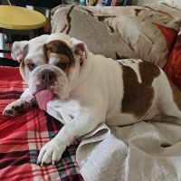 Webster City Veterinary Clinic ico