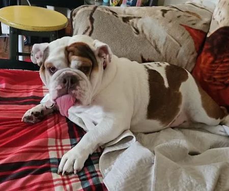 Webster City Veterinary Clinic