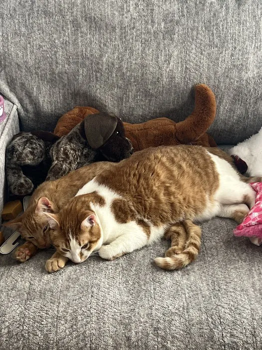 Webster City Veterinary Clinic Picture 8