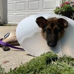 ISU Small Animal Hospital