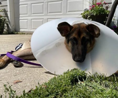 ISU Small Animal Hospital