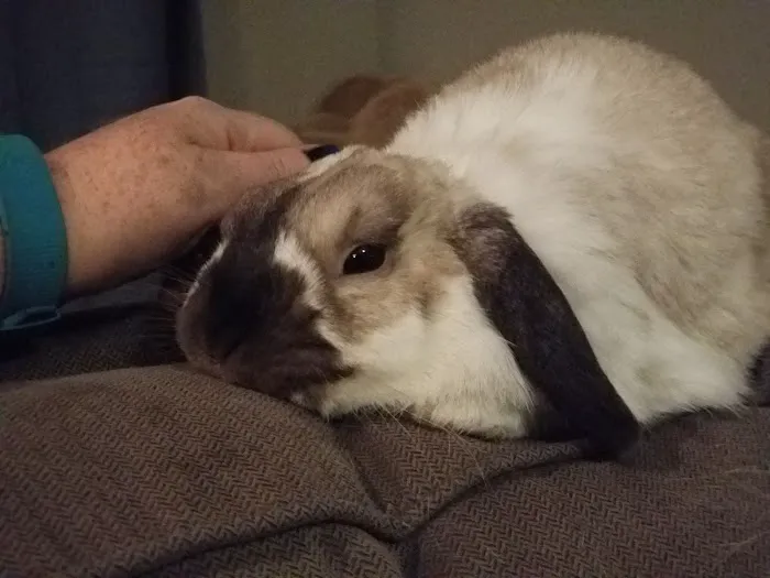 ISU Small Animal Hospital Picture 9