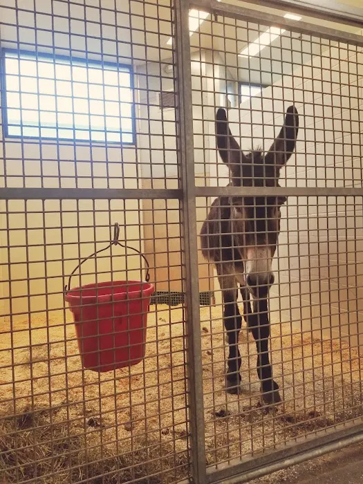 Large Animal Hospital Picture 1