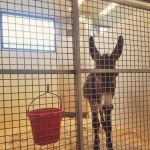 Large Animal Hospital