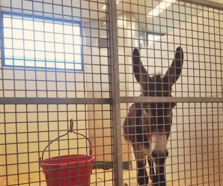 Large Animal Hospital