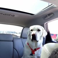 Ross Veterinary Clinic ico