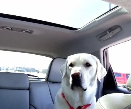 Ross Veterinary Clinic