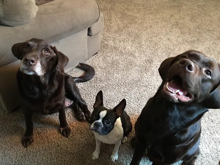 Ross Veterinary Clinic Picture 2