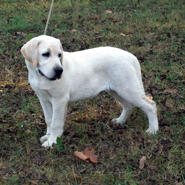 Ross Veterinary Clinic Picture 3